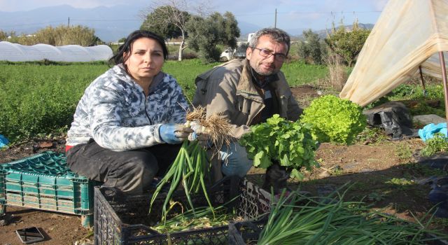 Yılın 12 ayı salatalık ürün yetiştirerek ekmeklerini kazanıyorlar 