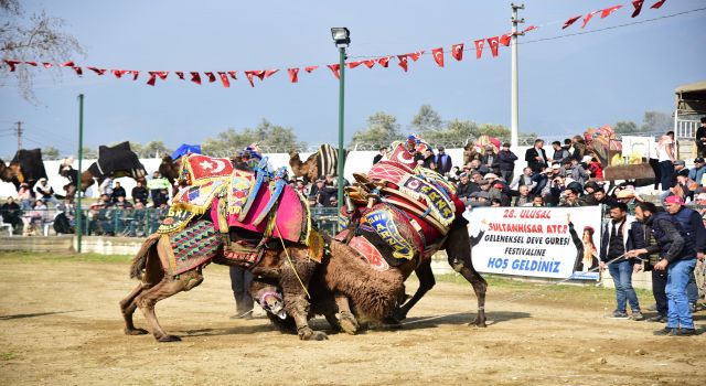 Atça'daki sezonun son deve güreşine yoğun ilgi