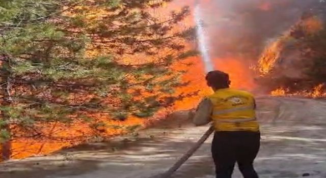 Aydın'da orman yangını