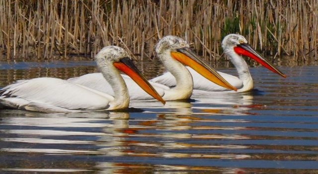 Nesli tehlike altında olan tepeli pelikan vurulmuş halde bulundu