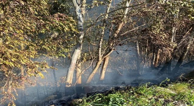 Temizlik ateşi 30 söğüt ağacının yanmasına sebep oldu