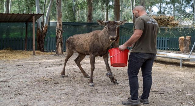 Yaralı olarak fabrikaya sığınan geyik emin ellerde