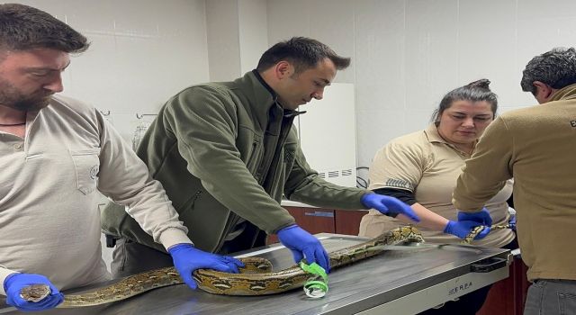 Yolcu otobüsünde piton yılanı ele geçirildi