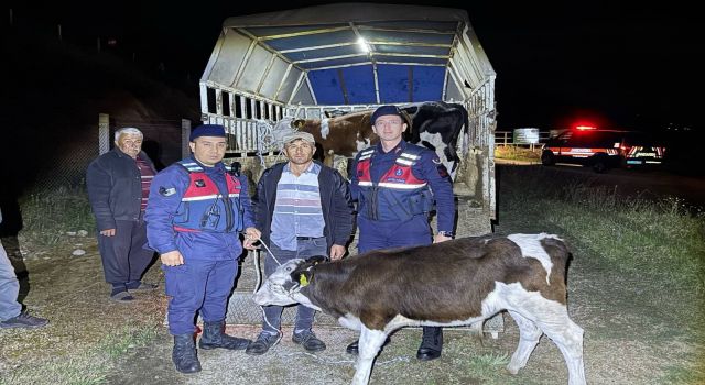 Kayıp hayvanları jandarma buldu