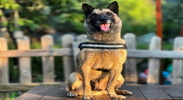 Kahraman köpek 'Bob' öldü