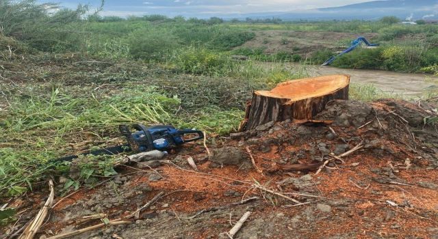 Kamuya ait alanda ağaç kesen şüpheliler yakalandı