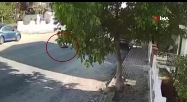 Kuşadası'nda kan donduran olay: Tur otobüsü şoförü sokak köpeğini böyle ezdi