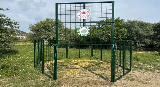 Kuşadası'nda yaban domuzlarına karşı termal dronlu mücadele