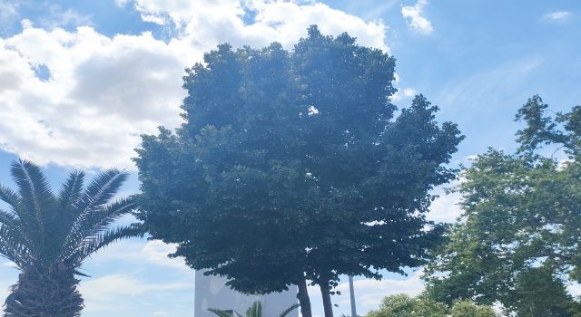 Nazilli Ihlamur Kokusuna Büründü