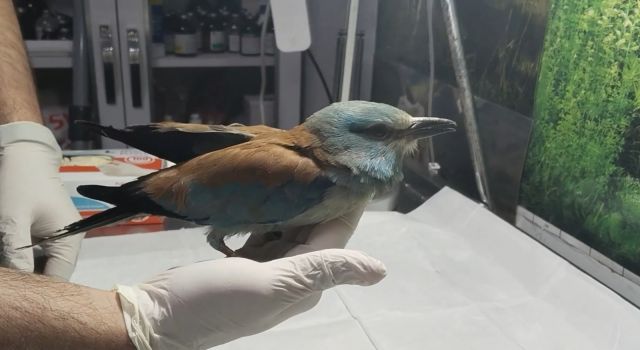 Nesli tükenmekte olan gökkuzgun Sırbistan'dan Denizli'ye uçtu