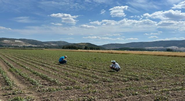 Pamuk üreticilerine "mücadele" çağrısı