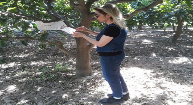 Söke’de sinek sayımları yapıldı