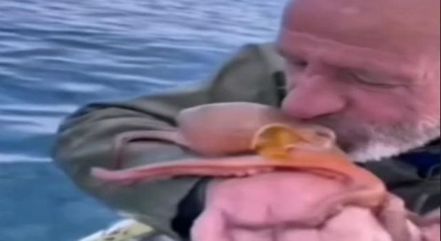 Yakaladığı ahtapotu öpüp sevdi, denize bıraktı