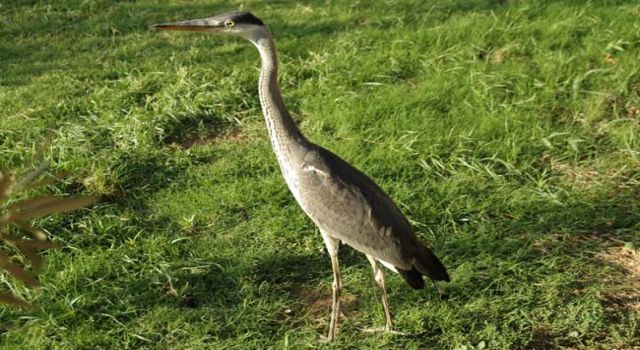 Yenipazar’a gelen gri balıkçıl kuşlar araştırma konusu oldu