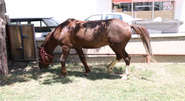 Ahırdan kaçan at ekiplere zor anlar yaşattı