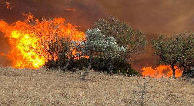 Aydın’da hafta sonu 11 yangın çıktı