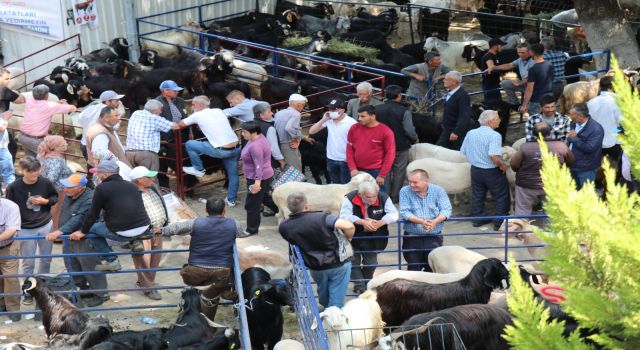 Bozdoğan'da Kurban Satış Alanı Hazır: Belediye Tüm Önlemleri Aldı