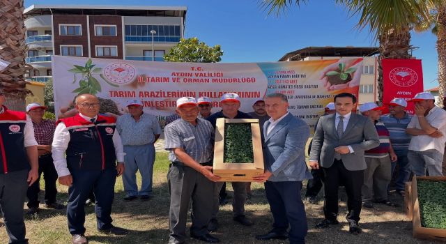 Buharkent’te domates fideleri üreticilere teslim edildi