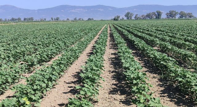 Didim’de pamuk zararlıları kontrol edildi