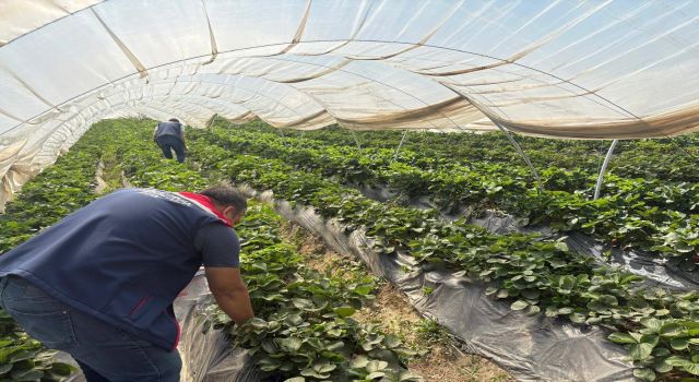 Koçarlı'da çileklere sıkı denetim