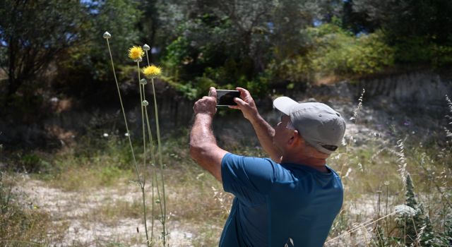 Kuşadası’nın sembolü 'Tülüşah' çiçek açtı