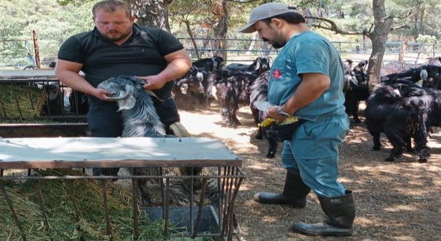 Nazilli’de küçükbaş hayvanlara veba ve çiçek aşısı yapıldı