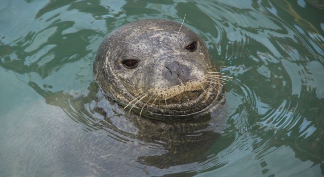 Nesli tehlike altındaki Akdeniz foku Kuşadası'nda görüntülendi