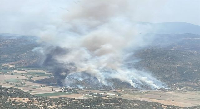 Yangında zarar gören zeytinliklerde incelemeler başladı