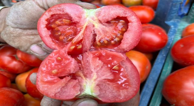 Yerli domates çıktı