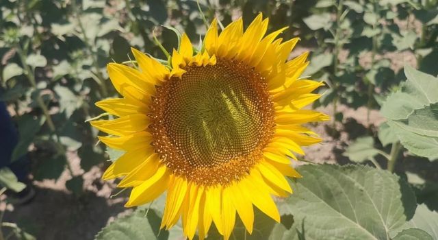 Aydın'da ayçiçeği ekim alanları artıyor