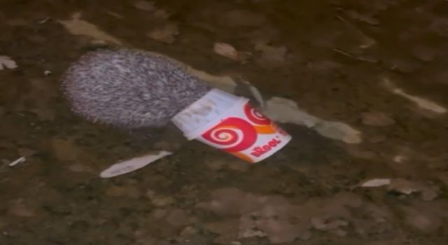 Dondurma kutusuna kafası sıkışan kirpiyi itfaiye kurtardı