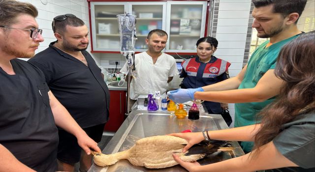 Jandarma yaralı leyleği veterinere ulaştırdı