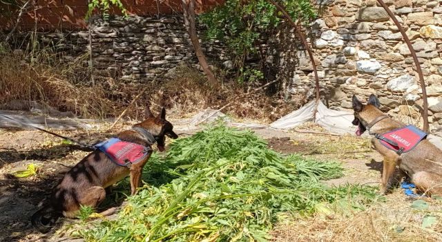 Nazilli’de uyuşturucu operasyonu