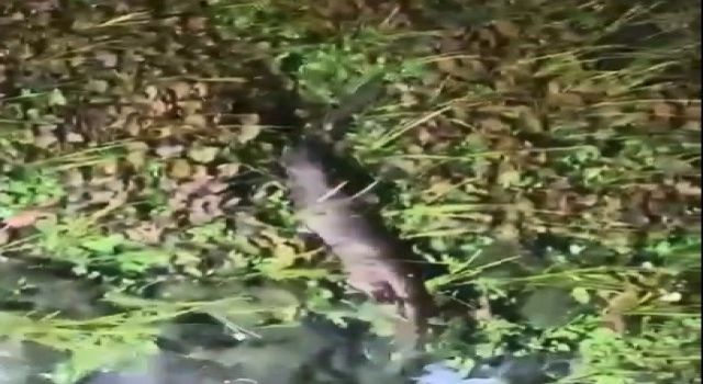 Nesli tükenme tehlikesindeki Su Samuru görüntülendi