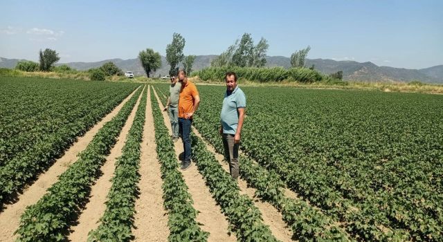 Söke’de ayçiçeği ve pamuk tarlaları incelendi