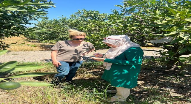 Söke'de tarla ve bahçelerde zararlı kontrolleri gerçekleştirildi