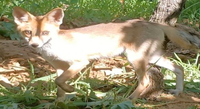 Tilkiyle göz göze geldi konuşarak uğurladı
