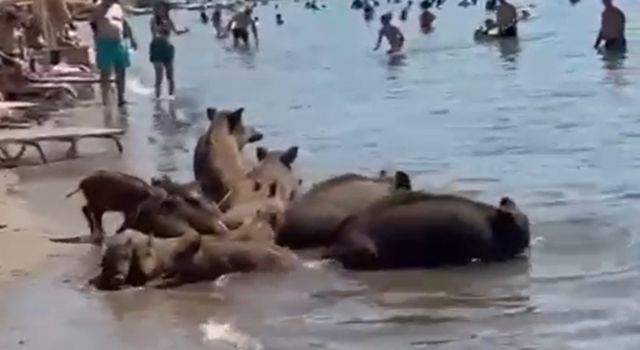 Yaban domuzları denize girerek serinledi