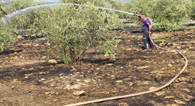 Zeytinlikte çıkan yangın hızlı müdahale ile söndürüldü 