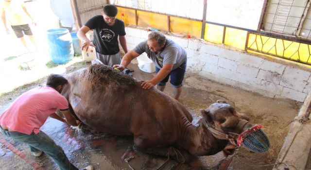 Aydın’da çöl sıcaklarından olumsuz etkilenen develer yıkamaya alındı