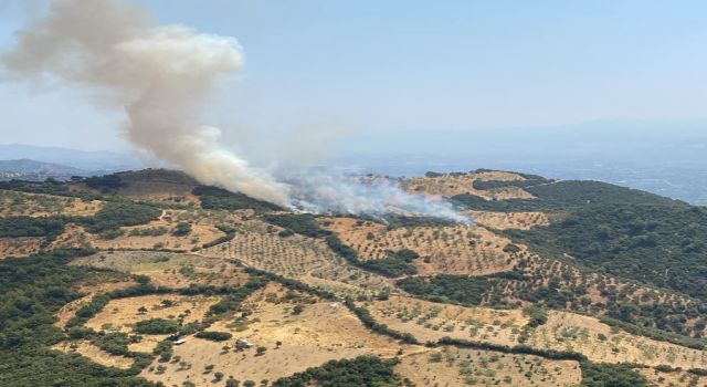 Aydın’da zirai alan yangını