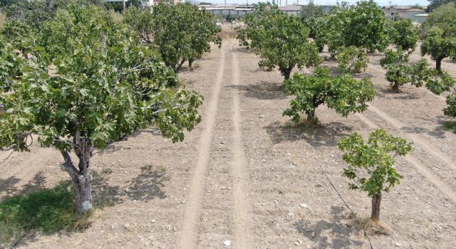 Aydın'dan, iklim değişikliği sorununa doğal çözüm