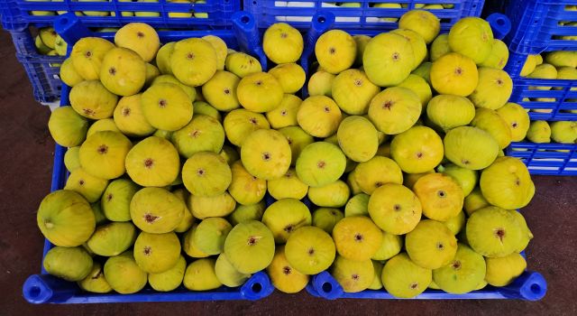 Buharkent'te 18. Taze İncir Festivali için geri sayım başladı