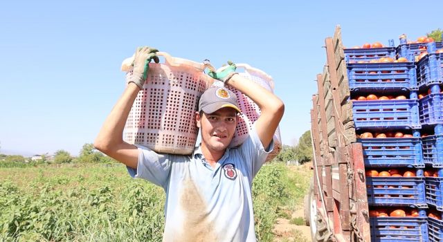 Domates işçileri çöl sıcaklarında saati 250 TL'ye ter döküyor