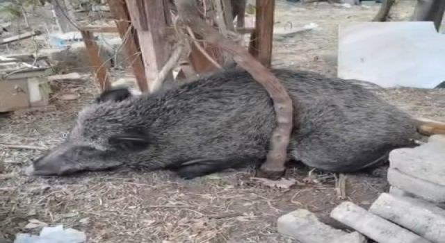 Silahla yaralanan domuz Doğal Yaşam Parkı'nda iyileştirildi