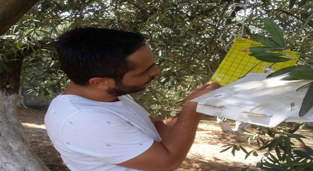 Söke İlçe Tarım’dan zeytin sineği uyarısı