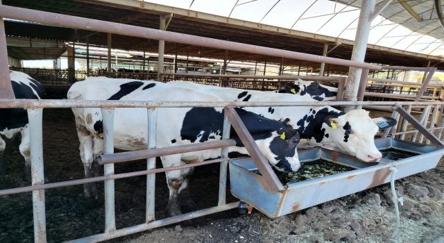 Söke'de hastalıktan ari işletmeler denetlendi