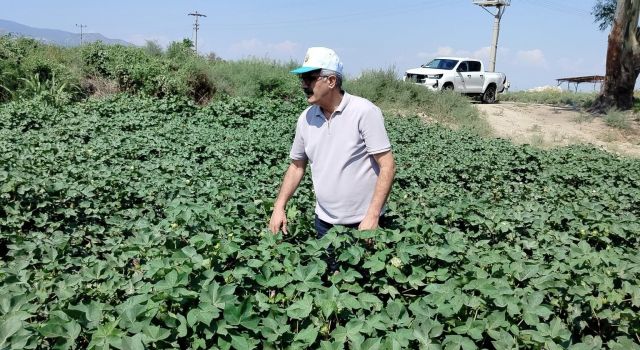 Söke’de pamuk tarlalarındaki verim umut veriyor