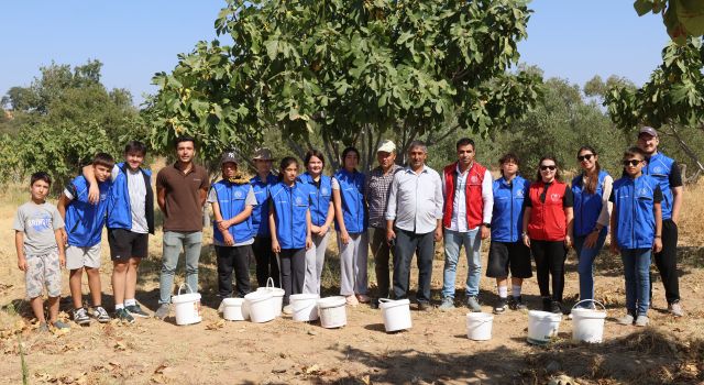 Gönüllü gençler incir üreticisinin alın terine ortak oldu