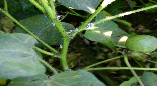 Nazilli’de pamuk üreticilerine unlu bit uyarısı